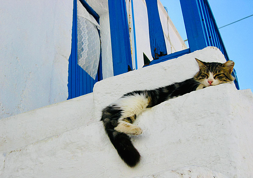 Katter i Chora och Kastro på Folegandros.