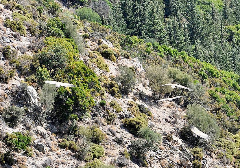På Kreta kan man se många rovfåglar och gamar, som lammgam och gåsgam., som här i Milia.