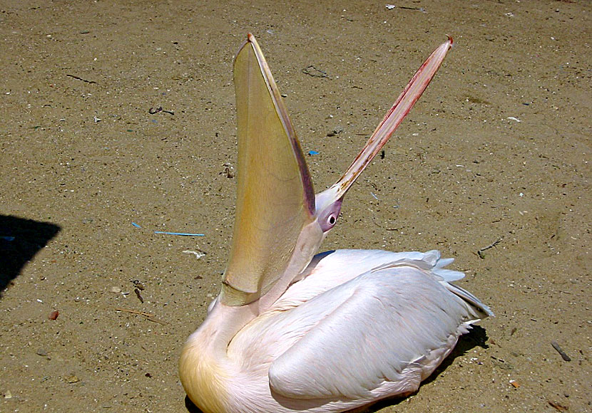 När pelikanen Petros är hungrig går han till fiskmarknaden i hamnen och tigger fisk.