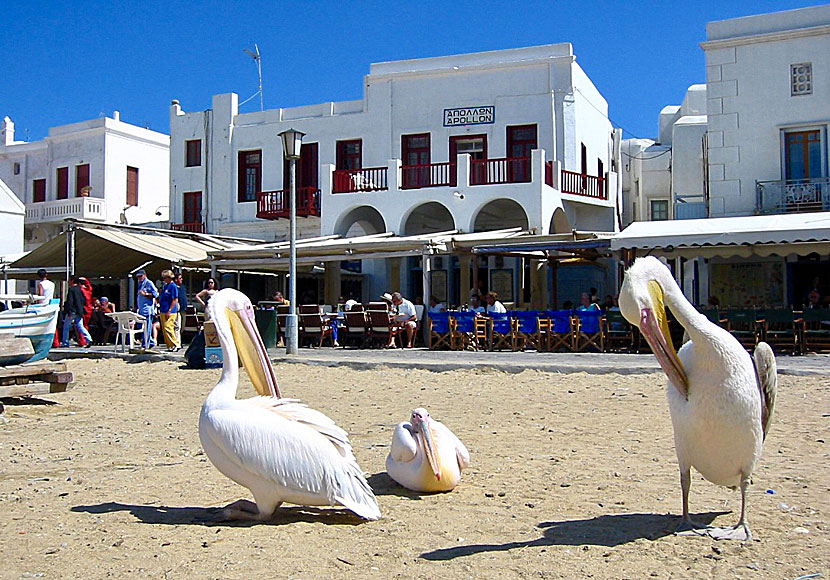 Tama pelikaner på Mykonos i Grekland.
