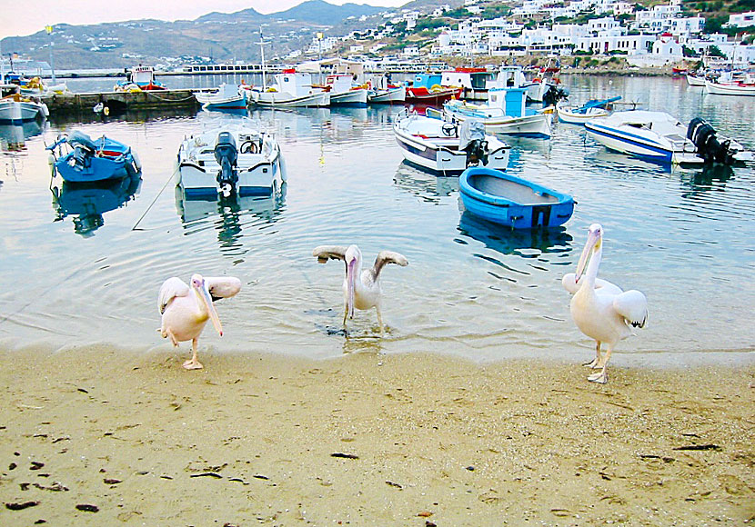 Tama pelikaner på Mykonos i Kykladerna.