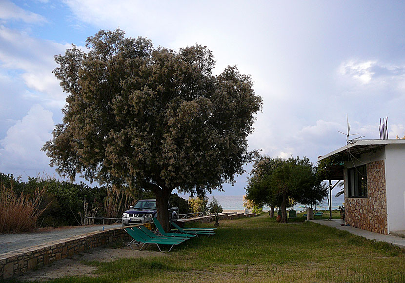 Utsikt från rum nummer 5  på Girogiali i Triopetra på Kreta. Betyg på utsikt: 3.