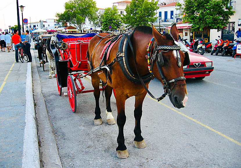 Åka hästdroska längs hamnpromenaden i Skiathos stad.