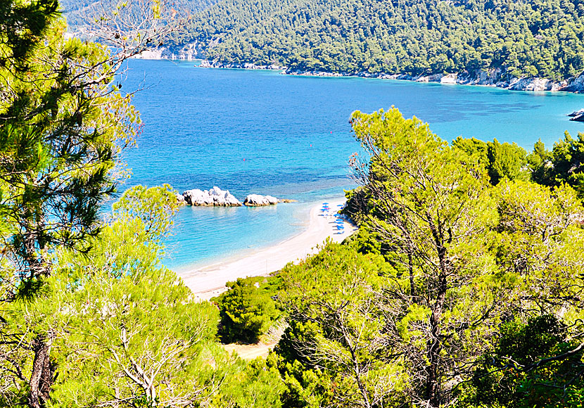 Som i stort sett alla stränder på Skopelos är Milia beach omgiven av vackra pinjeträd. 