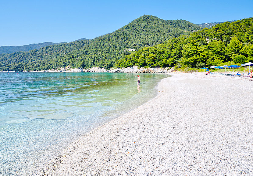 Milia beach är en av Skopelos många otroligt vackra stränder.