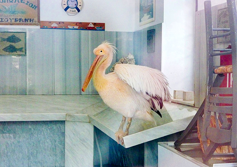 Pelikanen Markos inne i fiskaffären som också heter Markos på Tinos.