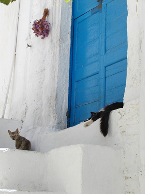 Vilande katter i Kastro på Sifnos. 