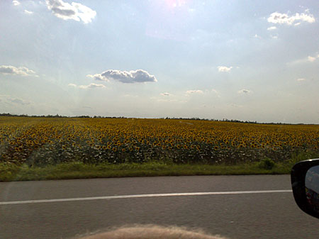 Solrosfält i Serbien.