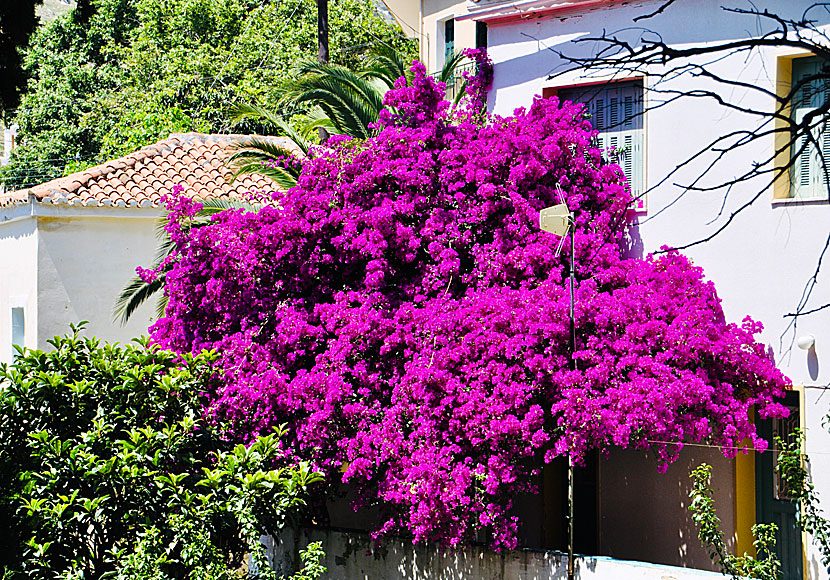 En gigantisk bougainvillea i Stenies.