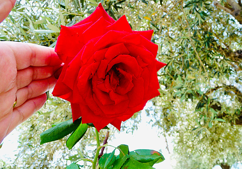 Min älskling du är som en ros med Evert Taube i en trädgård med rosor på Taverna Eleonas i Leftos Gialos på Alonissos.