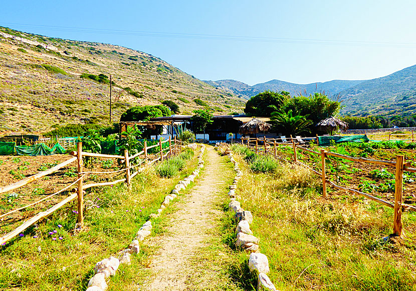 Tavernor finns i Stavros, Kalotaritissa, Mersini och här vid Kedros beach.