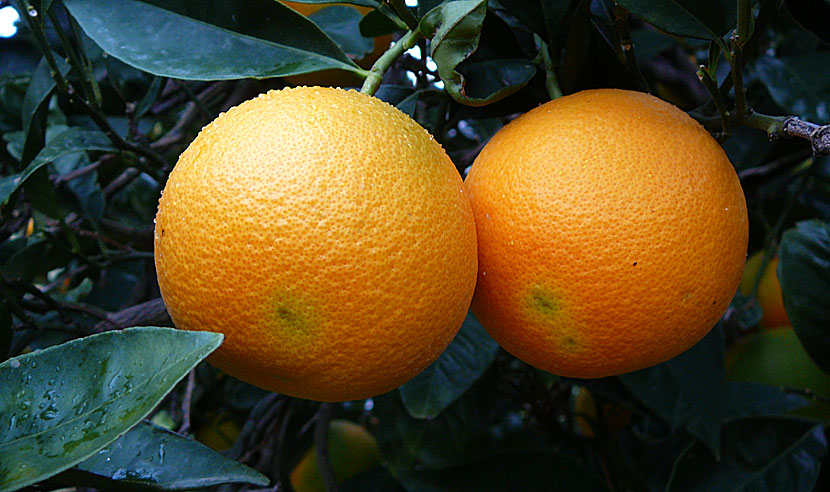 Apelsiner från Grekland.