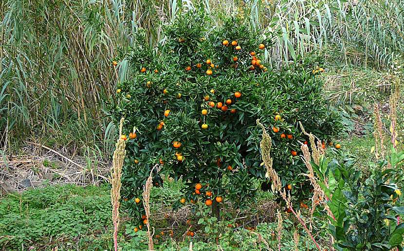 Clementiner från Grekland.  