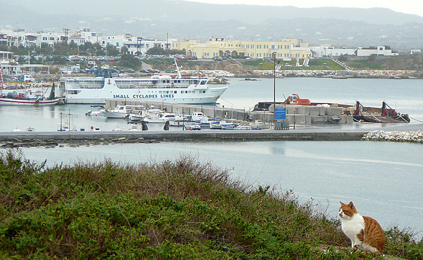 Express Skopelitis i hamnen på Naxos.