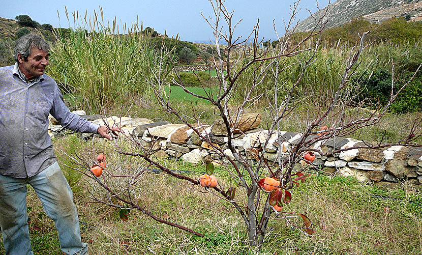 Träd med lotusfrukt på Naxos i Grekland.