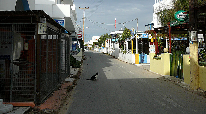 Katter på Naxos i Grekland.