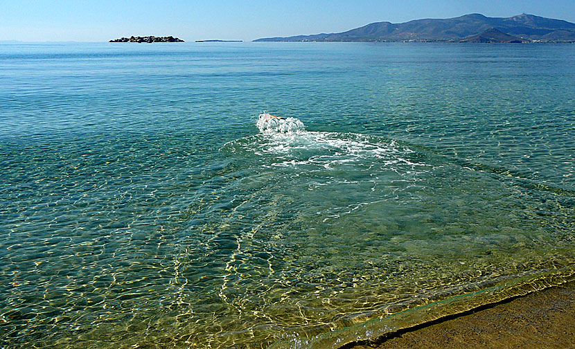 Sola och bada naken på Plaka beach på Naxos.  