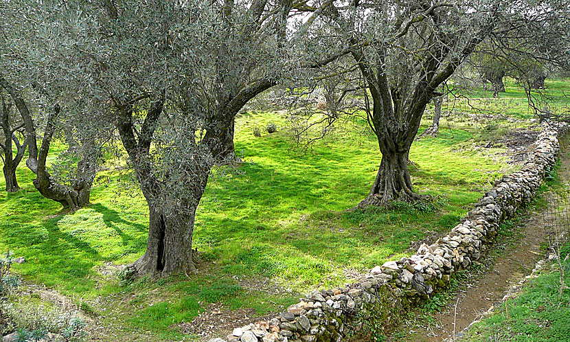 Olivlund vid kyrkan Panagia Damiotissa på Naxos.