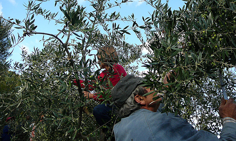Att plocka oliver i Grekland är ett slitsamt men roligt jobb. 