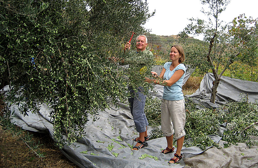 Plocka oliver i Grekland.