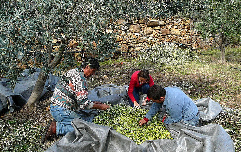 Rensa oliver från löv, grenar och smuts i Grekland. 