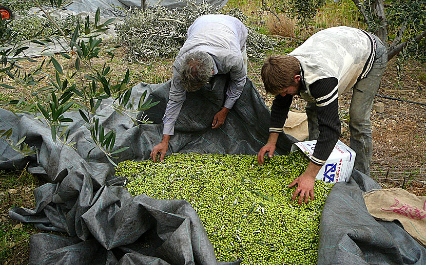 Rensning av löv och annat skräp innan oliverna samlas ihop i Grekland.