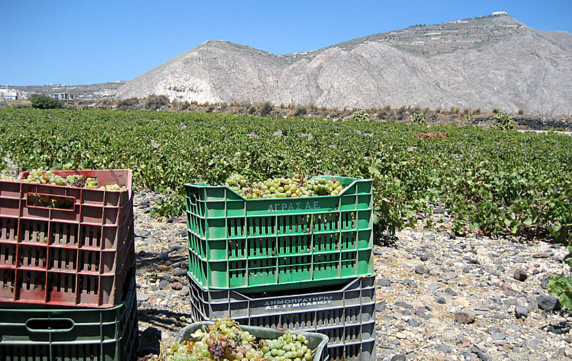 Vinodlingar i Perivolos på Santorini.