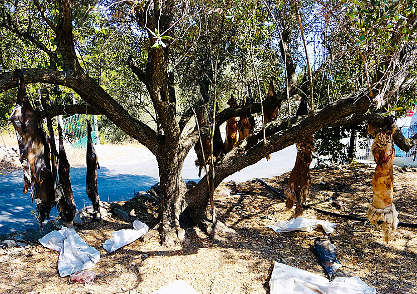 Döda getter hänger från ett träd utanför Christos Raches.