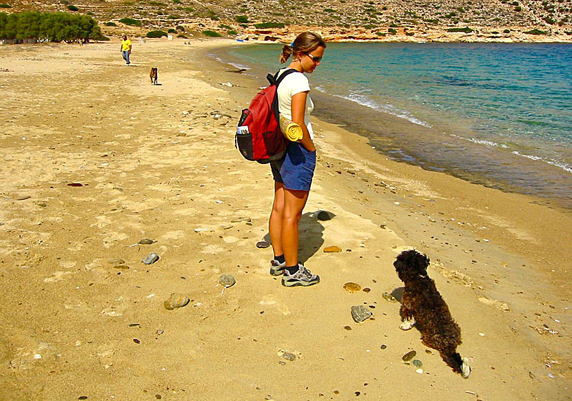 Hundar på Agia Theodoti beach på Ios i Kykladerna.