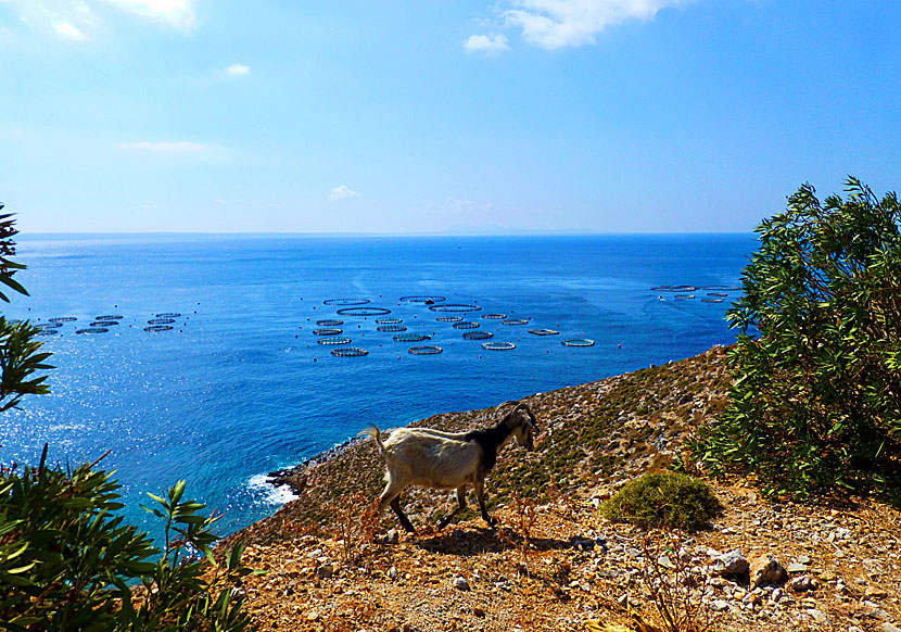 Kalymnos är en av öarna i Dodekaneserna där det finns flest fiskodlingar.