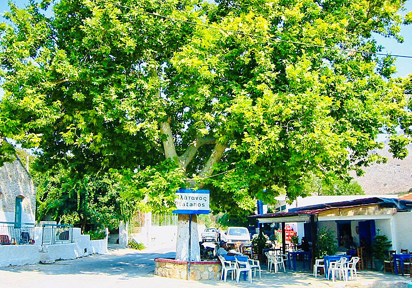 Den lilla byn Platanos på Kalymnos och platanträdet som gett byn dess namn.