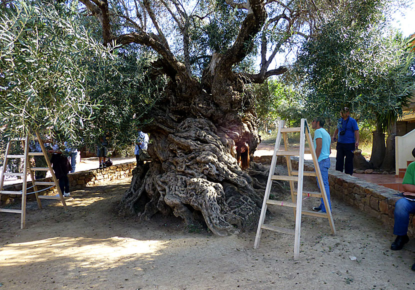 The Little Fun Train till världens äldsta olivträd på Kreta.