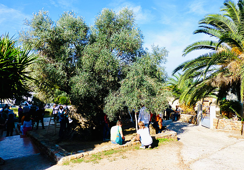 Missa inte världens äldsta olivträd när du besöker Maleme på västra Kreta.