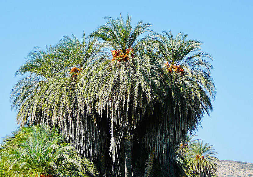 Palmerna på palmstranden Vai på Kreta är mycket imponerande.