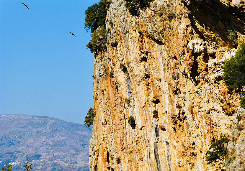 Gåsgamar och lammgamar kan man se i Kretas många raviner. 