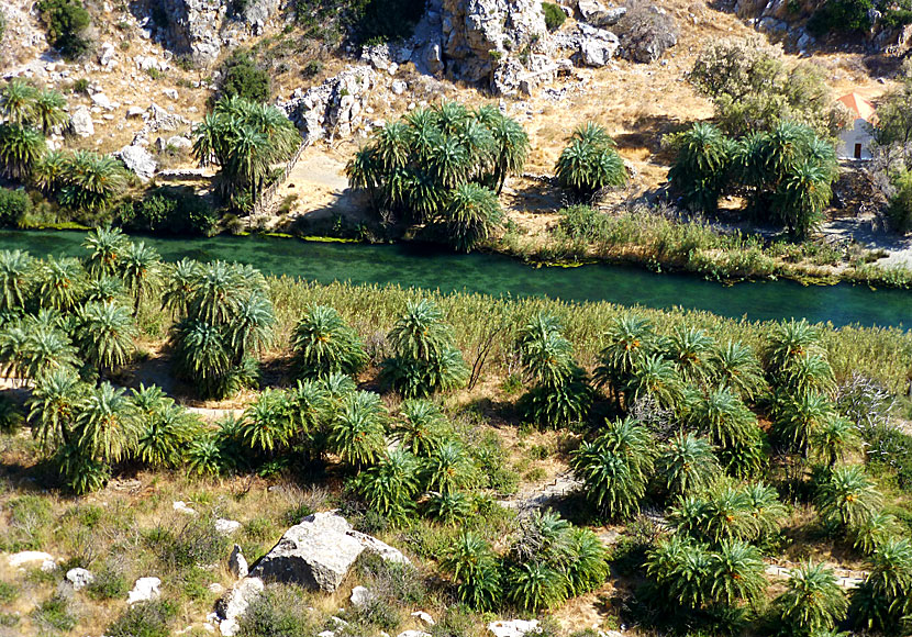 Några av de vackra palmerna i längs floden i Preveli på Kreta.