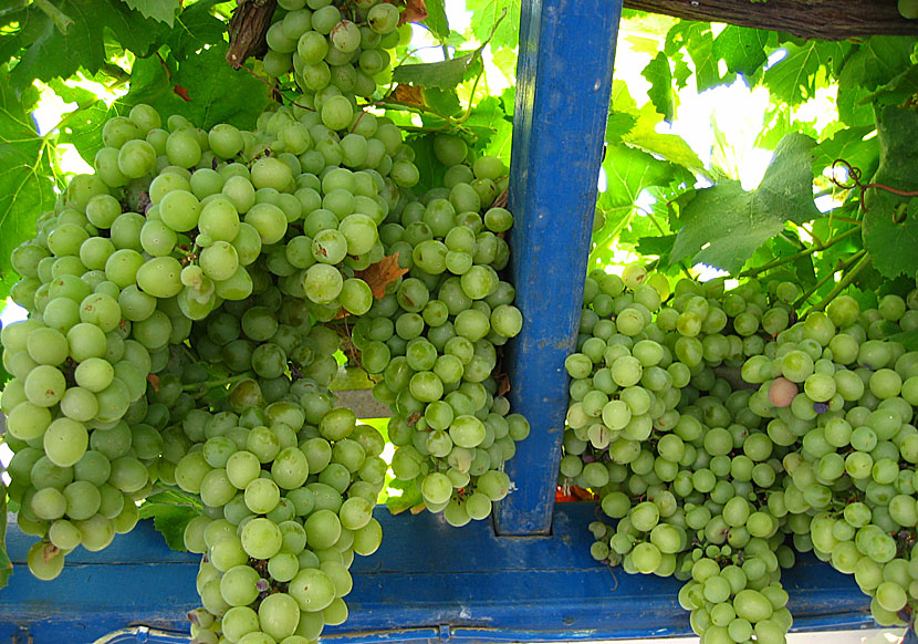 Vindruvor i Loutra på Kithnos i Grekland. 