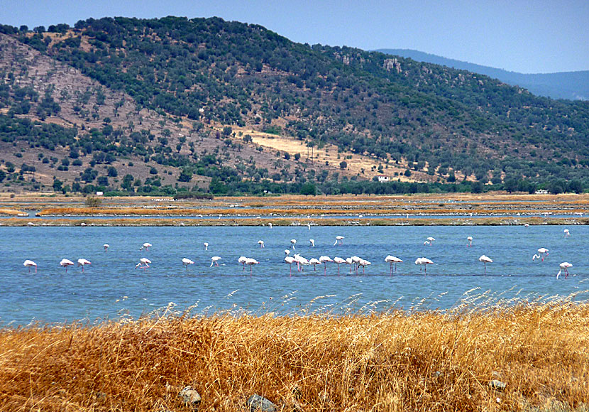 Flamingos i våtmarken nära Skala Kalloni på Lesbos.