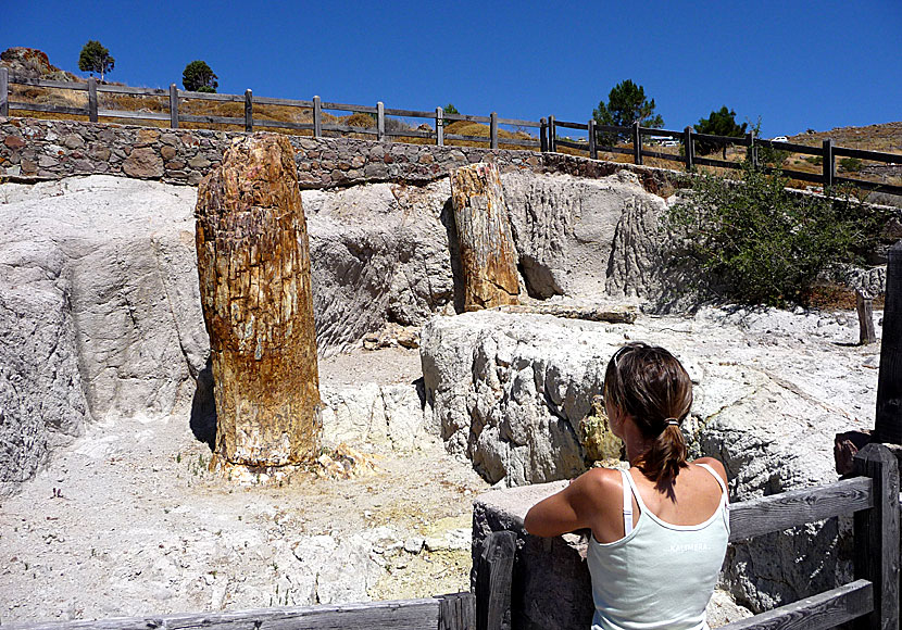 Lesvos Petrified Forest.