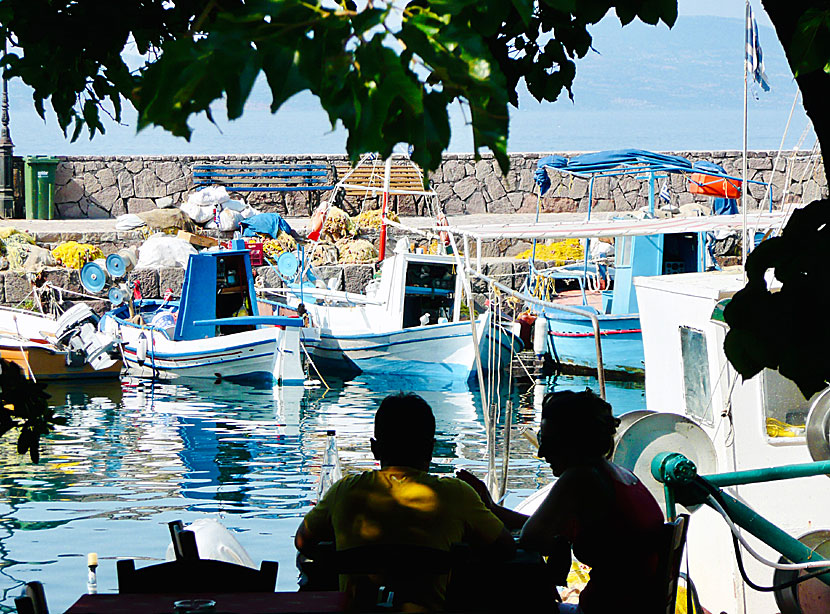 Är det någonstans på Lesbos du ska äta färsk fisk och färska skaldjur så är det i Skala Sikaminias