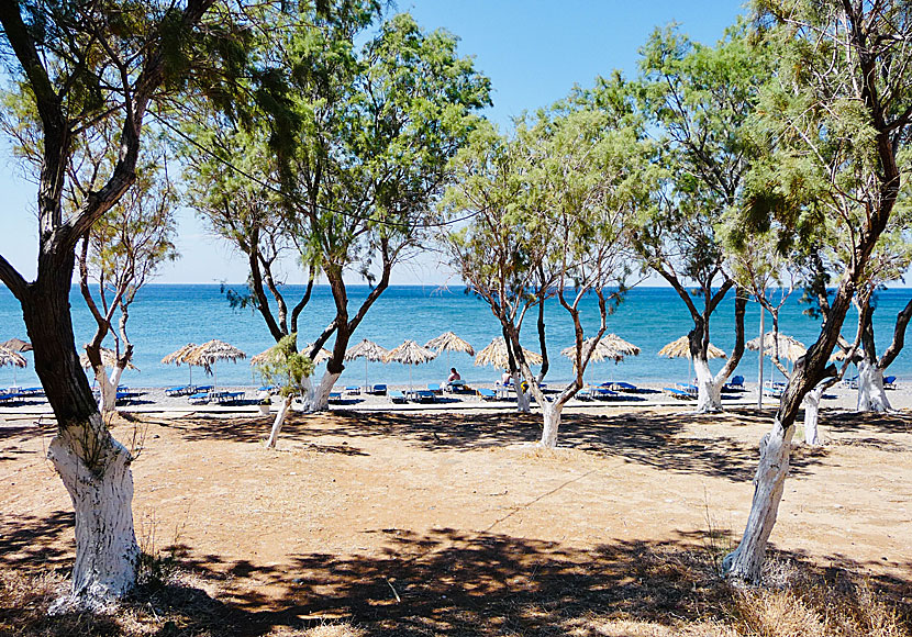 Längs Vatera beach på Lesbos finns skuggande tamariskträd och solstolar att hyra. 