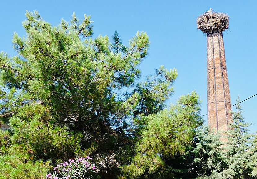 En av skorstenarna i byn Polichnitos på Lesbos där det häckar vita storkar.