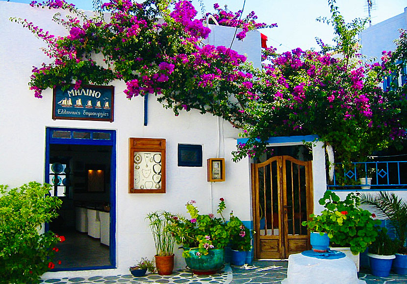 Blommor i Plaka på Milos.