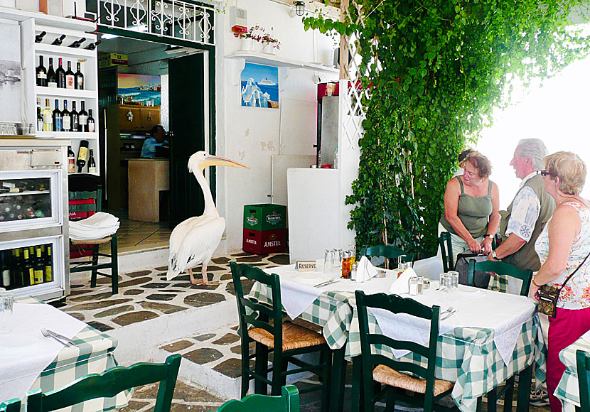 Pelikanen Petros på en taverna i Mykonos stad.