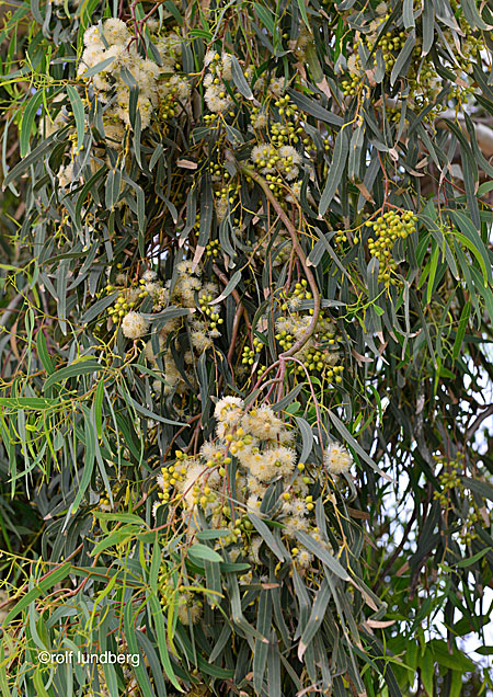 Eucalyptus globulus. Greece.