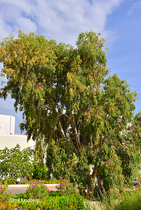 Träd i Grekland. Eucalyptus. Eucalyptus globulus.