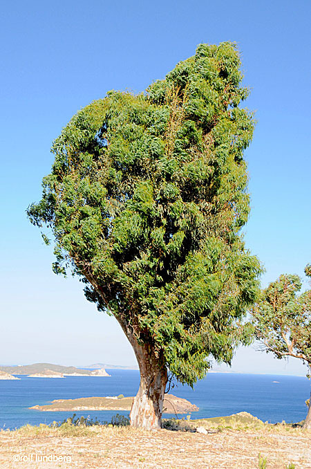 Eucalyptus. Grekland.