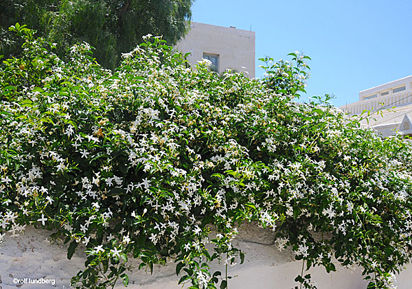 Växter i Grekland. Jasmin.