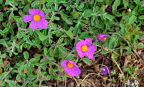 Blommor i Grekland. Klippros. Cistus creticus.