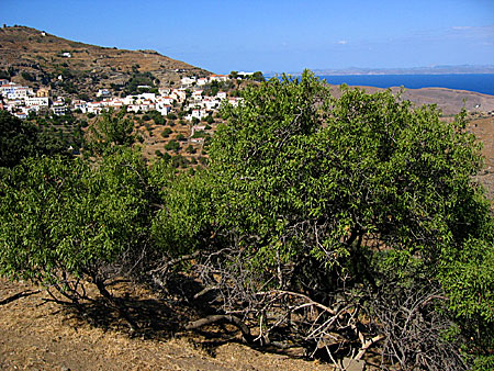 Träd i Grekland. Mandelträd.